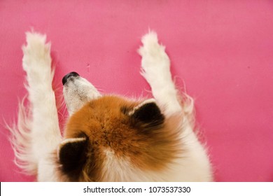 In Selective Focus Of Head And Nose Of Dog ,from Top View,on Pink Pattern Board.blurry Light Around.