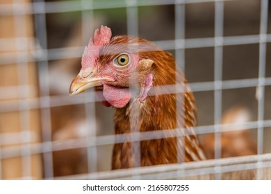 Selective focus headshot of an ISA Brown chicken looking through mesh of a hen coop, seen blurred in foreground. Profile with beak, comb and eye.