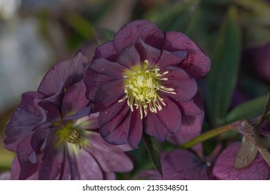 Selective focus of Hellebore double purple bloom with background blurred out