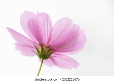 Selective focus high key photography pink Cosmos blur background