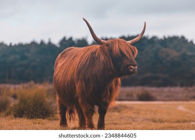 Selective focus of Highland cattle standing on the green grass meadow, Scottish cattle breed in its natural habitat on the field of Calluna vulgaris flower (Heath, ling or simply heather) Netherlands. - Shutterstock ID 2348844605