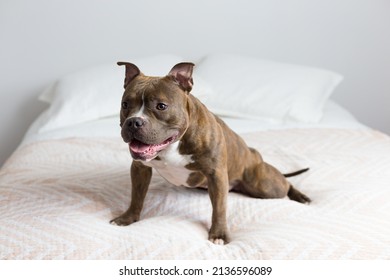 Selective Focus Horizontal View Of Brown And White Female American Bully Stretching On Bed Looking Up With Mouth Open And A Gentle Expression