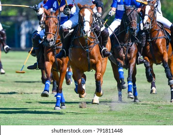 Selective Focus Horse Running in Horse Polo Match.