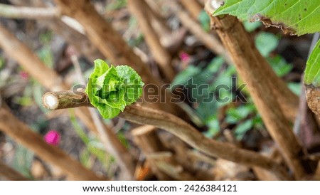 selective focus of hydrangea buds with blurred background - spring buds and spring time concept