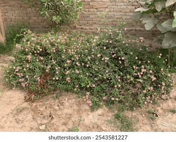 Selective focus image of beautiful pink West Indian lantana flowers in the village.Yellow pink lantana flowers, close up. Flowering Lantana Plant. Beautiful small pink flowers in summer garden.flower. - Powered by Shutterstock