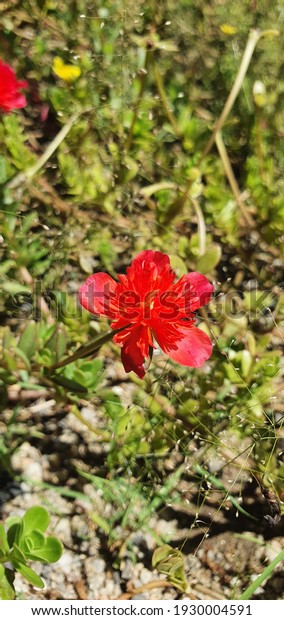 Selective Focus Image Bunga Kembang 10 Stock Photo Edit Now 1930004591