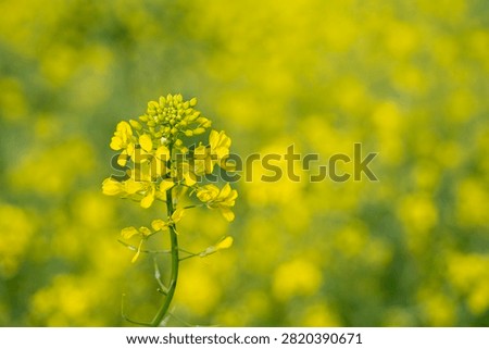 A selective focus image of a field of blooming wild mustard.
