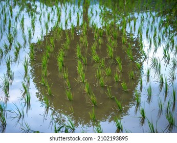 Selective Focus Image Of Rice In Paddy Fields Grows In The Water Under The Reflection Of A Big Tree. Potential Success Concept As A Symbol For Aspiration Philosophy And Financial Business Ideas.