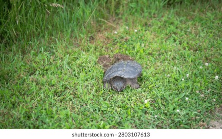 Selective focus image of snapping turtle laying eggs in green grass ground 