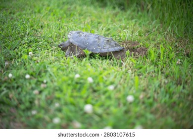 Selective focus image of snapping turtle laying eggs in green grass ground 