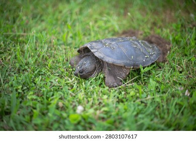 Selective focus image of snapping turtle laying eggs in green grass ground 