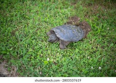 Selective focus image of snapping turtle laying eggs in green grass ground 