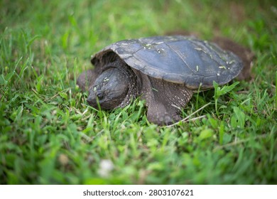 Selective focus image of snapping turtle laying eggs in green grass ground 