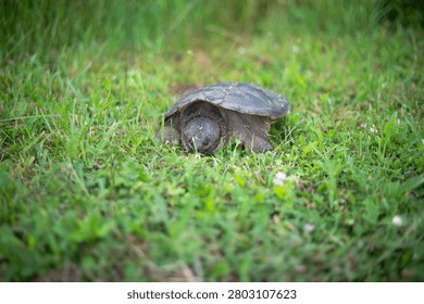 Selective focus image of snapping turtle laying eggs in green grass ground 