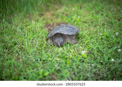 Selective focus image of snapping turtle laying eggs in green grass ground 