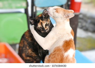 Selective Focus Image Of Two Thai Cute Cats Snuggling And Grooming Each Other.

