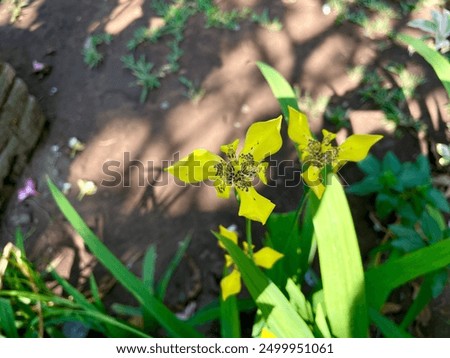 Similar – Image, Stock Photo Yellow Apostle Iris Flower Plant