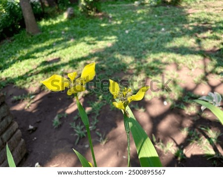Similar – Image, Stock Photo Yellow Apostle Iris Flower Plant