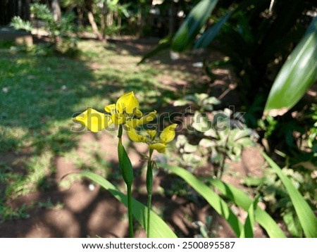 Similar – Image, Stock Photo Yellow Apostle Iris Flower Plant