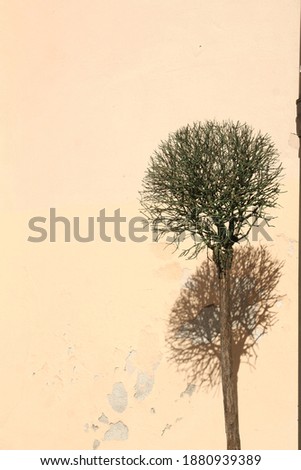 Similar – Image, Stock Photo orange sky Tree Pink