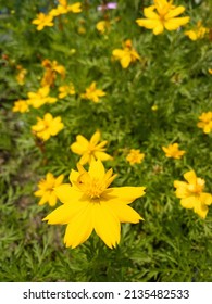 Selective Focus Isolated Yellow  Bight Color Flowers, 