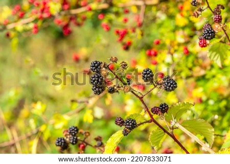 Selective focus of juicy, ripe blackberries in Autumn with a Greenbottle fly on one berry.  Colourful, red hawthorn berries in the background.  Horizontal.  Copy space.