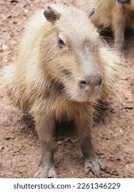 Selective focus of Kapibara or The capybara or Hydrochoerus hydrochaeris, a giant cavy rodent native to South America. the largest living rodent, member of the genus Hydrochoerus. 