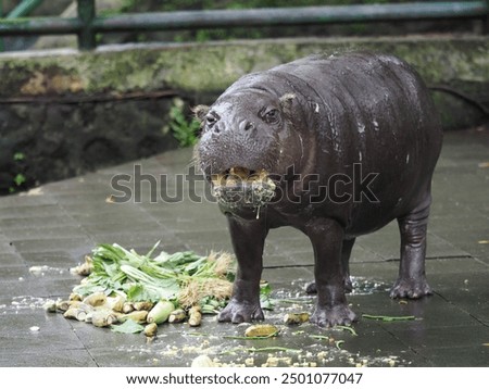 Selective focus Kuda Nil Kerdil or  pygmy hippopotamus or pygmy hippo, a small hippopotamid which is native to the forests and swamps of West Africa, primarily in Liberia 