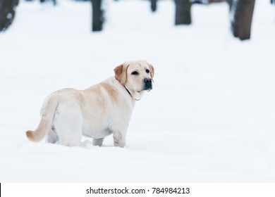 selective focus of labrador dog standing in snow in park