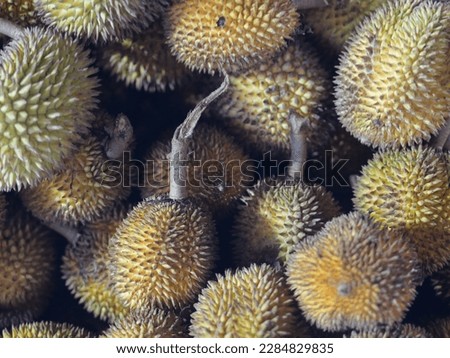 Selective focus Lai durian Durio kutejensis is ripe, ready to eat.