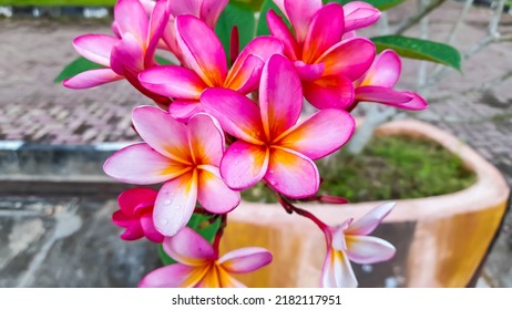 170,092 Frangipani Plant Images, Stock Photos & Vectors | Shutterstock