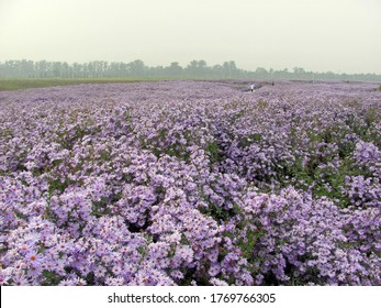 Selective focus of a large blooming purple daisy flower field with big trees at far end at a hazy day in summer in suburb of Beijing, China - Powered by Shutterstock