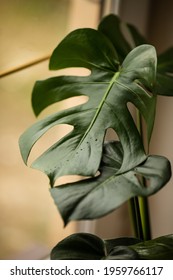 Leaf Plant Monster Stock Photos Images Photography Shutterstock