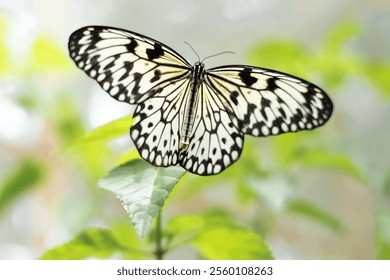 A selective focus of a large tree nymph at a butterfly garden of Bohol