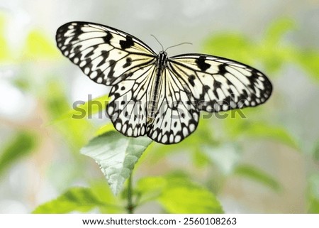 A selective focus of a large tree nymph at a butterfly garden of Bohol
