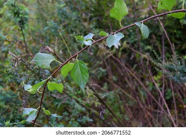 Selective Focus Of Leafy Vine In Woods