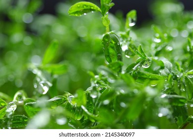 Selective Focus Of Lentils Microgreens - Green Leaves And Water Drops.  Vegan And Healthy Eating Concept. Sprouted Lentils. Seeds, Micro Greens. Growing Sprouts, Copy Space.