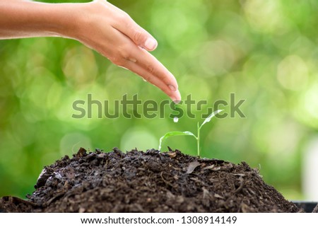 Selective focus at a little seedling germinate from a black soil and water drop from child hand. Earthday concept.