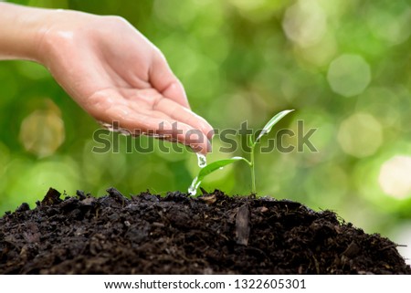 Selective focus at a little seedling germinate from a black soil and water drop from child hand. Earthday concept.