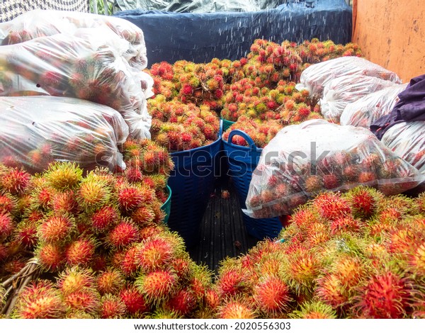 selective focus, lots of red rambutan Fruit back of\
a pickup truck, preparing to be transported to the fruit market\
Many rambutans in the big basket and in plastic bags on the car to\
buy fruit to sell
