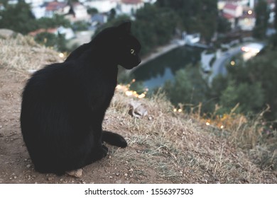 A Selective Focus Low Angle Shot Of A Black Cat With Expressive Sneaky Eyes In A Forest