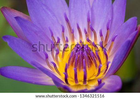 Selective focus macro close up shot of lavender purple color lotus flower petal with violet and yellow pollen. The meaning of a spiritual meaning of ascension, enlightenment, or rebirth in buddhism.