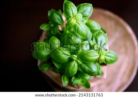 Selective focus. Macro. Fresh basil leaves. Top view.