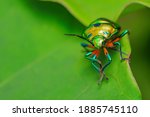 Selective focus Macro image with high dynamic range of a lone jewel bug with vibrant colors siting on a leaf 