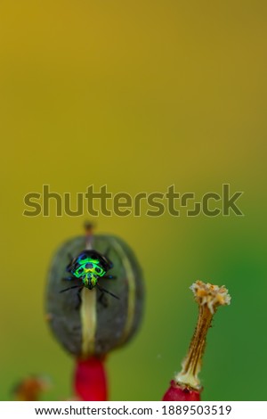 Similar – Foto Bild Libelle sitzt auf einer Blüte III