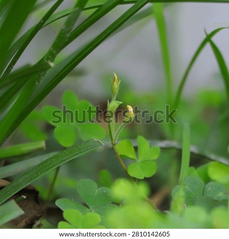 A selective focus macro photograph capturing the tiny yellow buds and distinct heart-shaped leaves of Oxalis corniculata, commonly known as creeping woodsorrel.