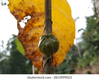 Selective focus macro of a round green wild fruit growing on a stem with a blurry yellow leaf background.