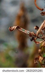 Selective focus macro shot of a dried curling fern frond stem with a soft blurred natural background.