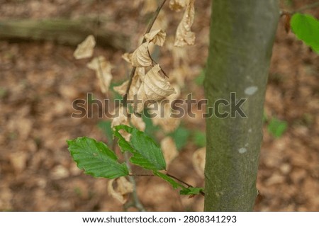 Selective focus macro shot of fresh green leaves on a thin branch with a blurred background of dry brown forest floor.