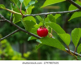 A selective focus macro shot of a single vibrant red cherry hanging on a branch surrounded by lush green leaves. Soft natural daylight illuminates the organic texture with nobody present.